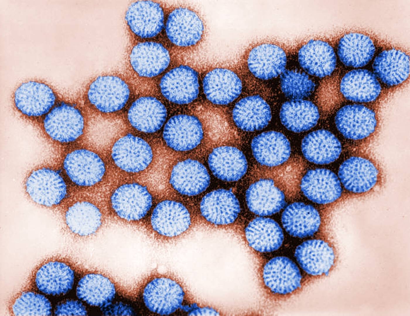 Bulletin Spécial Vaccins Rotavirus 2022 : Foire aux Questions (FAQ)